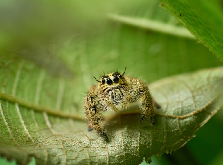 Jumping Spider WASP