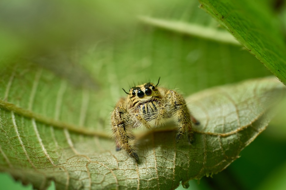 Jumping Spider WASP