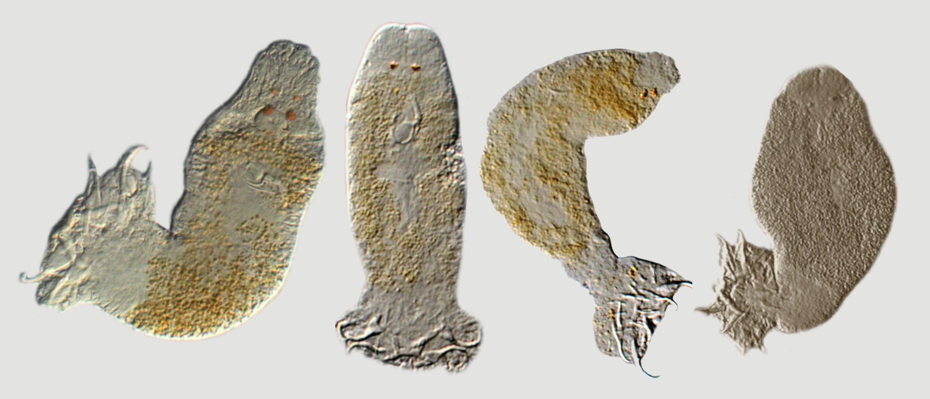 Cichlidogyrus NEW SPECIES Parasieten