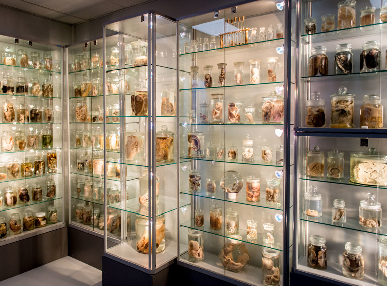 Orgaanmuseum 3 (1)