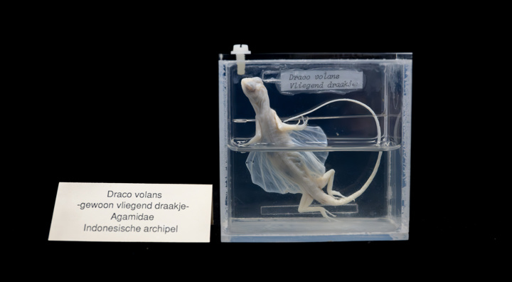Academisch Erfgoed Biologie 035