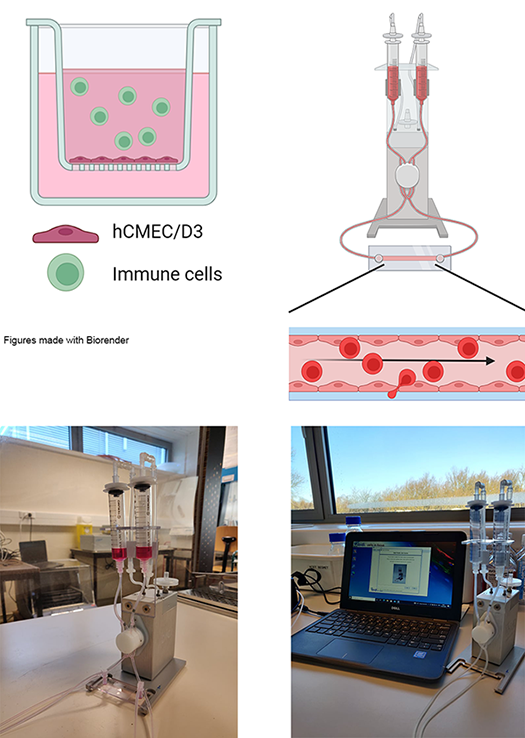 Collage In Vitro Models BBB TOP 4
