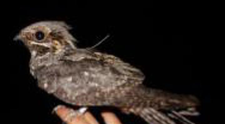 European Nightjar (2)