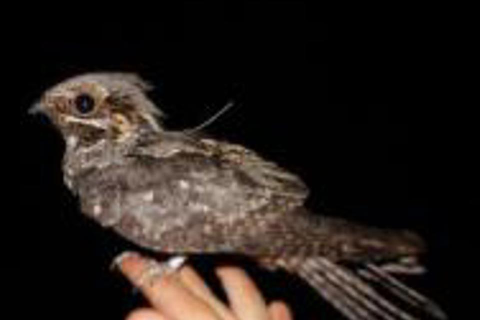 European Nightjar (2)
