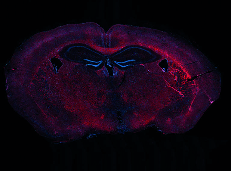 Biomediacal 2024 1