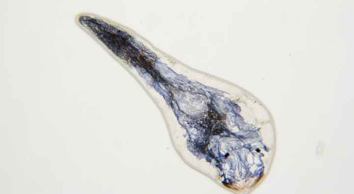 Polycystis (1)