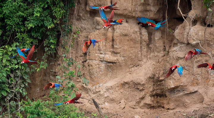 Parrots