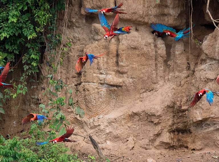 Parrots