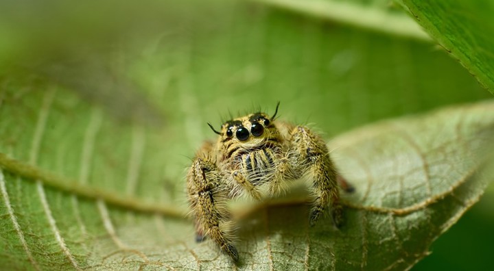 Jumping Spider Wasp
