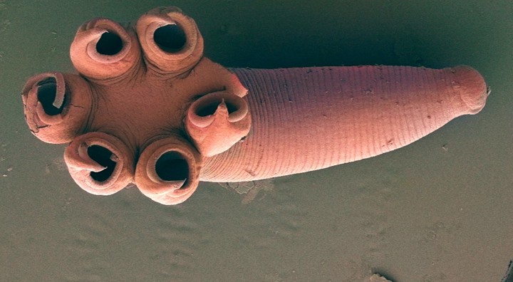 Platworm Rajonchocotyle Emarginata