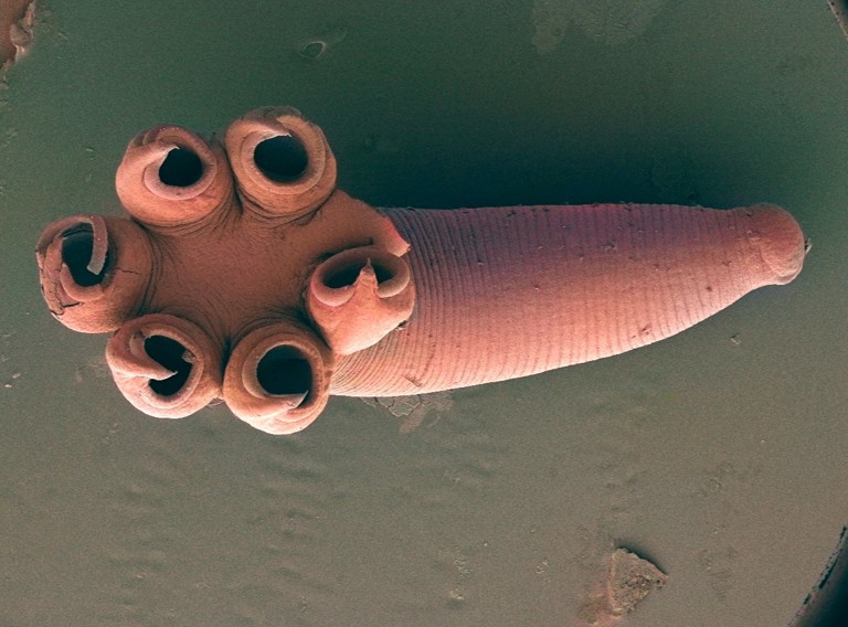 Platworm Rajonchocotyle Emarginata
